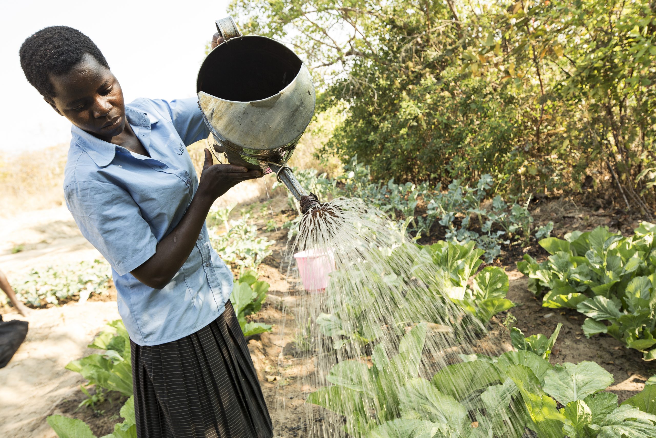 Kvinden Mercy Chipeta står og vander grønne planter med en vandkande