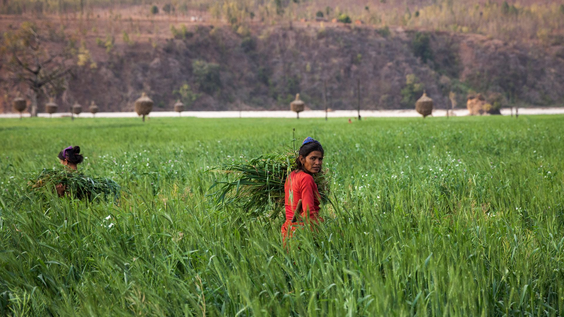 Kvinder arbejder i marken, Banlek, Nepal.