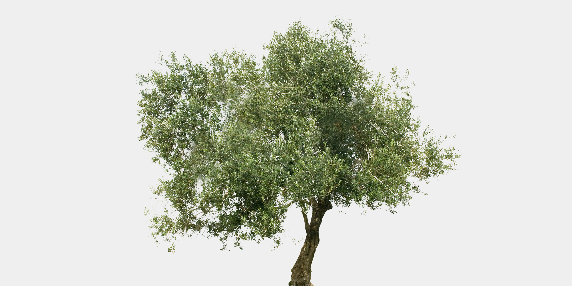 Produkt: Giv et oliventr&aelig;