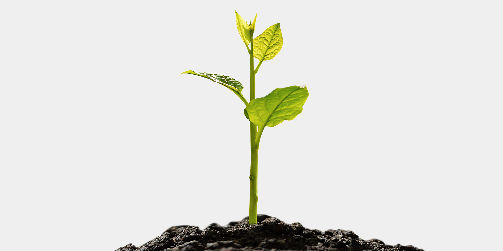 Produkt: Giv et tr&aelig;