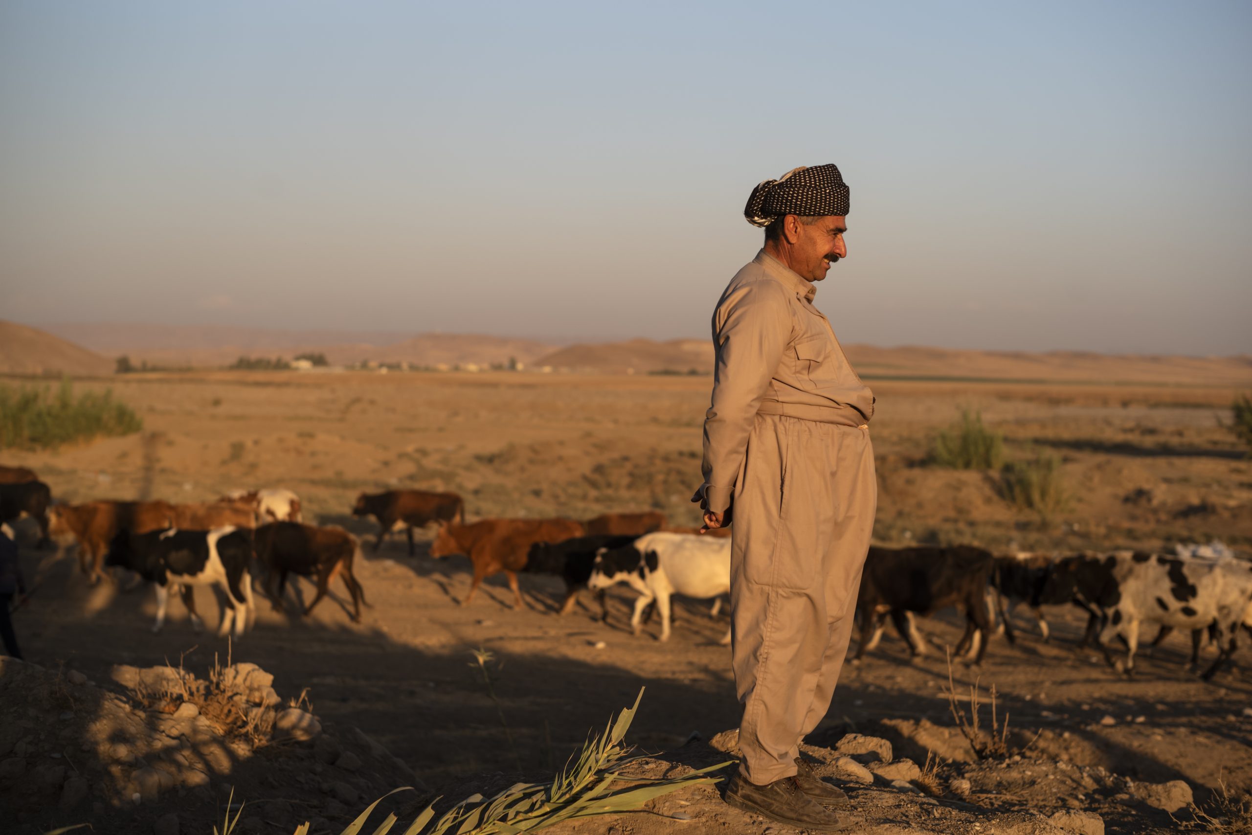 50-årig Kasa Abdullah står med hans kvæg i baggrunden