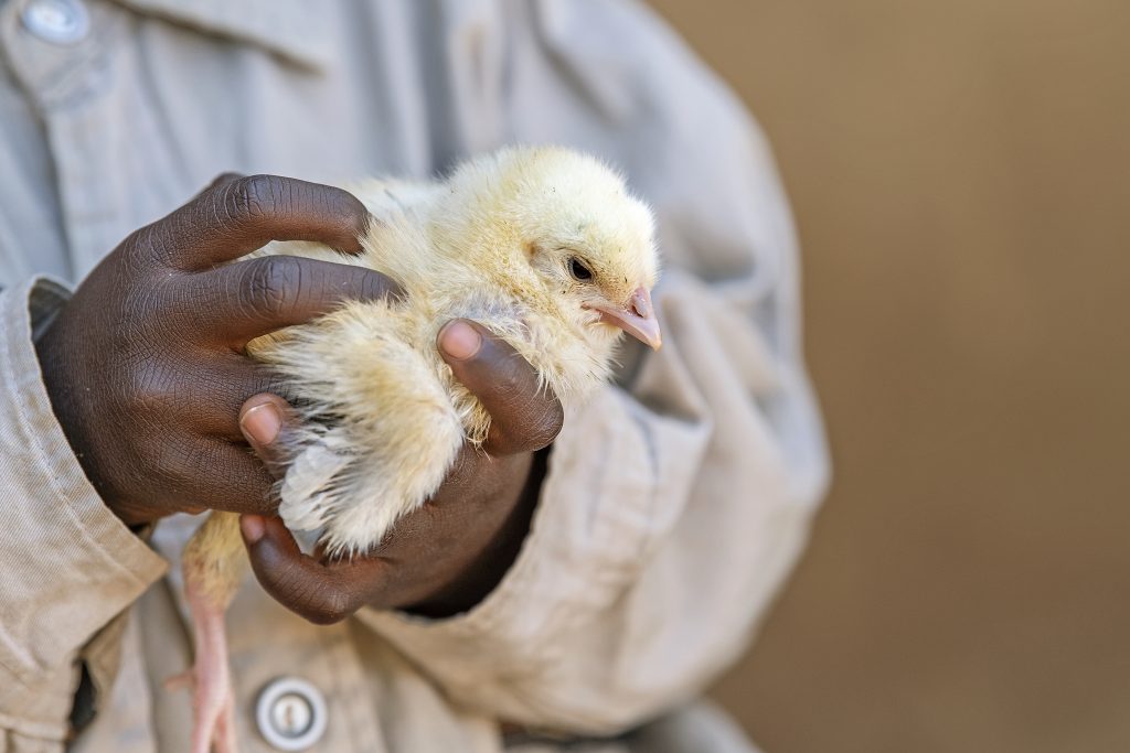 Kyllingefarm - chicken in hands