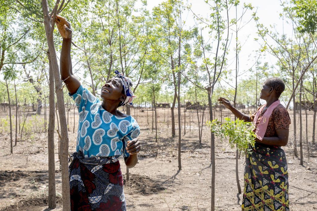 Fatima and woman pluck leaf from trees in Malawi